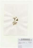 藏品(海木耳)的圖片